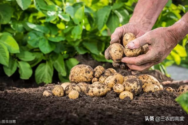 馬鈴薯枯萎病發生的原因和防治方法有哪些?-惠修網