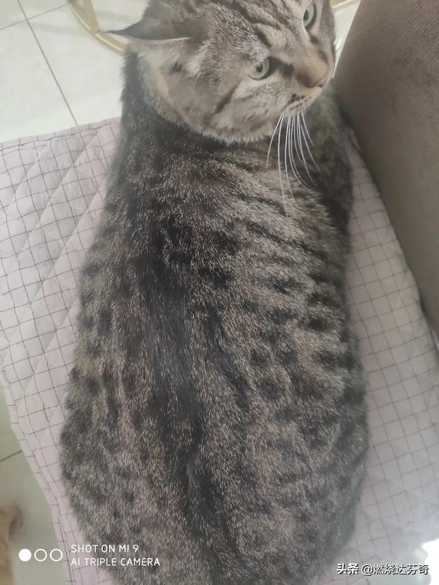 你觉得橘猫和狸花猫哪个好看？为什么？
