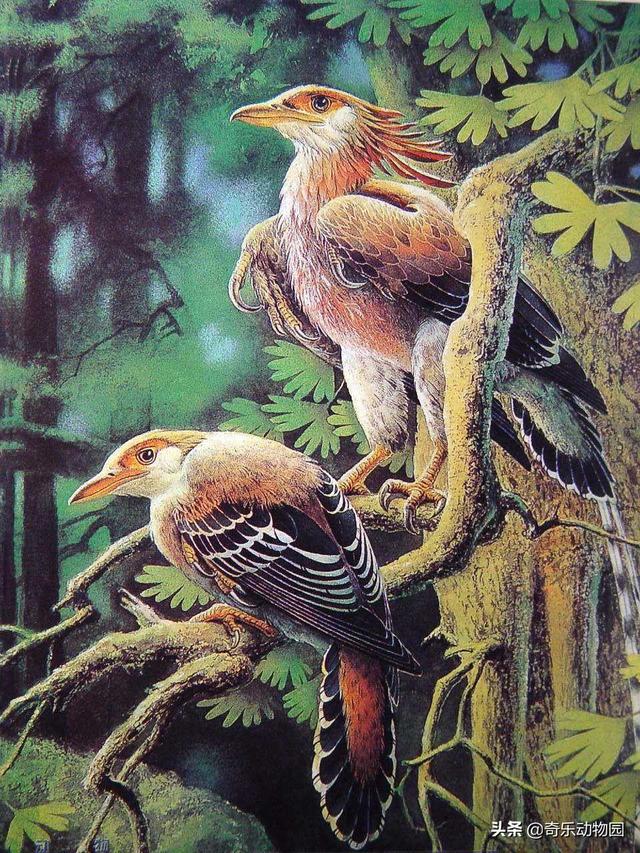 孙氏孔子鸟:始祖鸟翅膀上有爪子，现在的鸟为什么没有了？