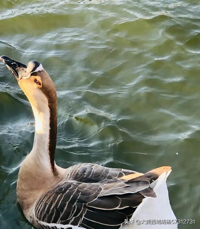 安徽的十大污染之一就是养鸭子，农村地区已经深受其害，有没有什么方法解决？插图8