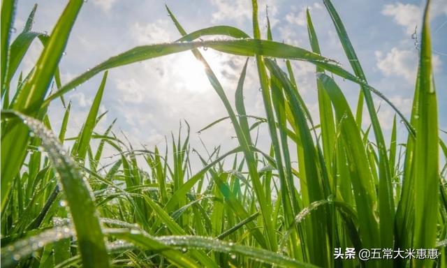 灰背铁线蕨:铁线蕨叶子枯黄，怎么解决？