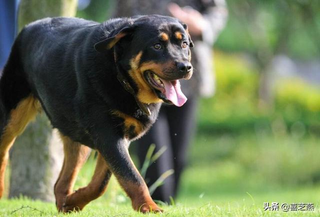 小型罗威纳犬图片:罗威纳和德牧哪种更适合作家庭宠物犬？ 小型罗威纳犬图片价格