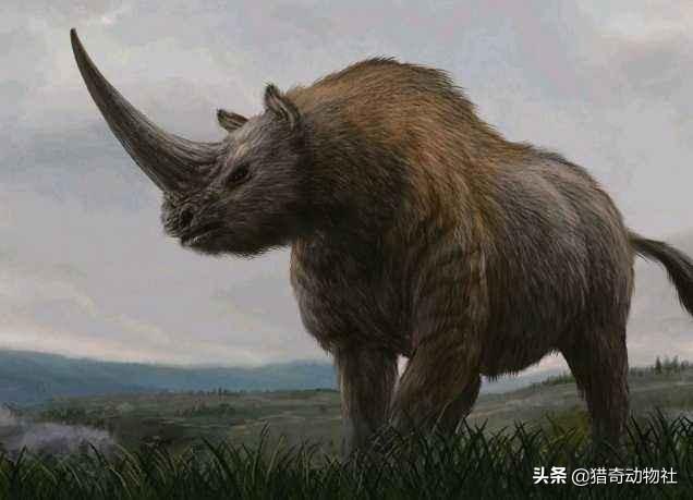 板齿犀和三角龙谁更厉害?为什么?