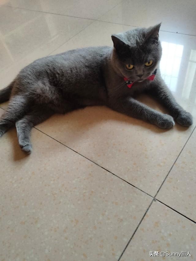 褴褛猫性格:哪种猫比较粘人？对于新手来说，哪种猫比较好养？ 褴褛猫性格特征