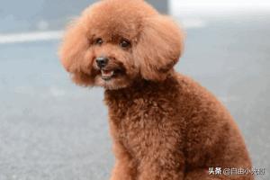 泰迪犬怎么养胖:怎么样喂食泰迪犬是在坑它？