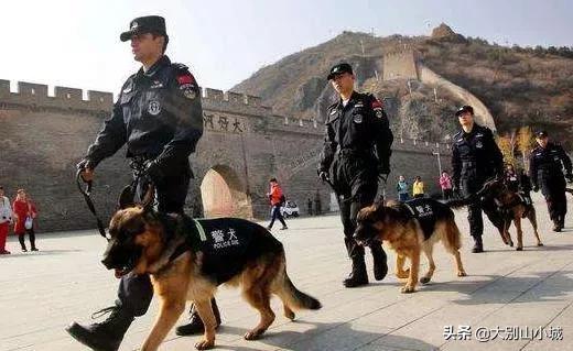 报告狗班长被咬:作为一名警察，被警犬咬过是一种什么样的体验？