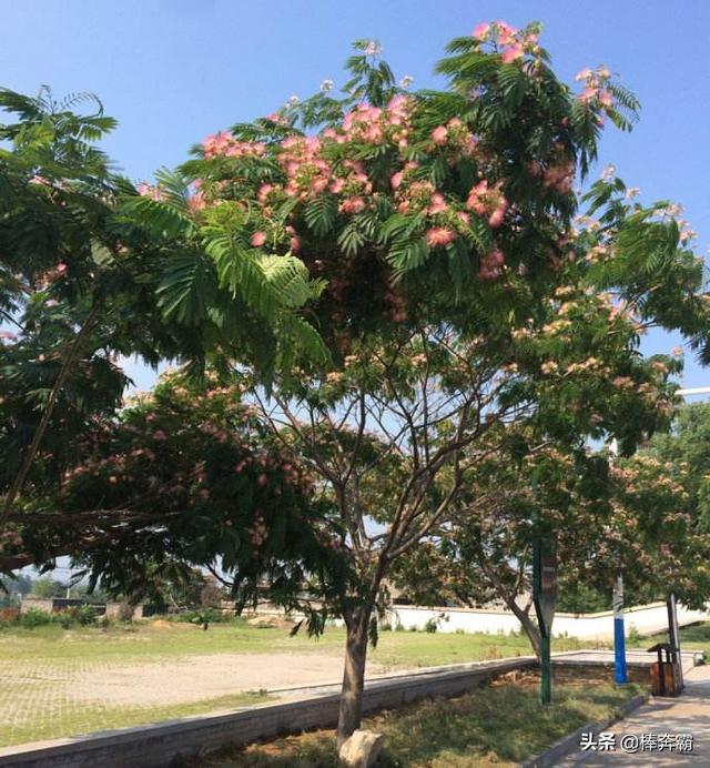 刺槐图片:如何才能将刺槐连枝带花风干？