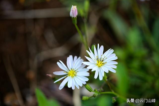 请选用小麦、榴花、桑葚、雏燕、杜鹃、河塘,写一首五绝或七绝诗？
