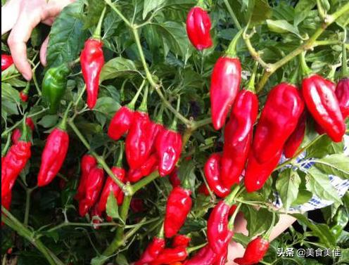 虎皮青椒是哪里的菜(虎皮青椒酿肉是哪里的菜)