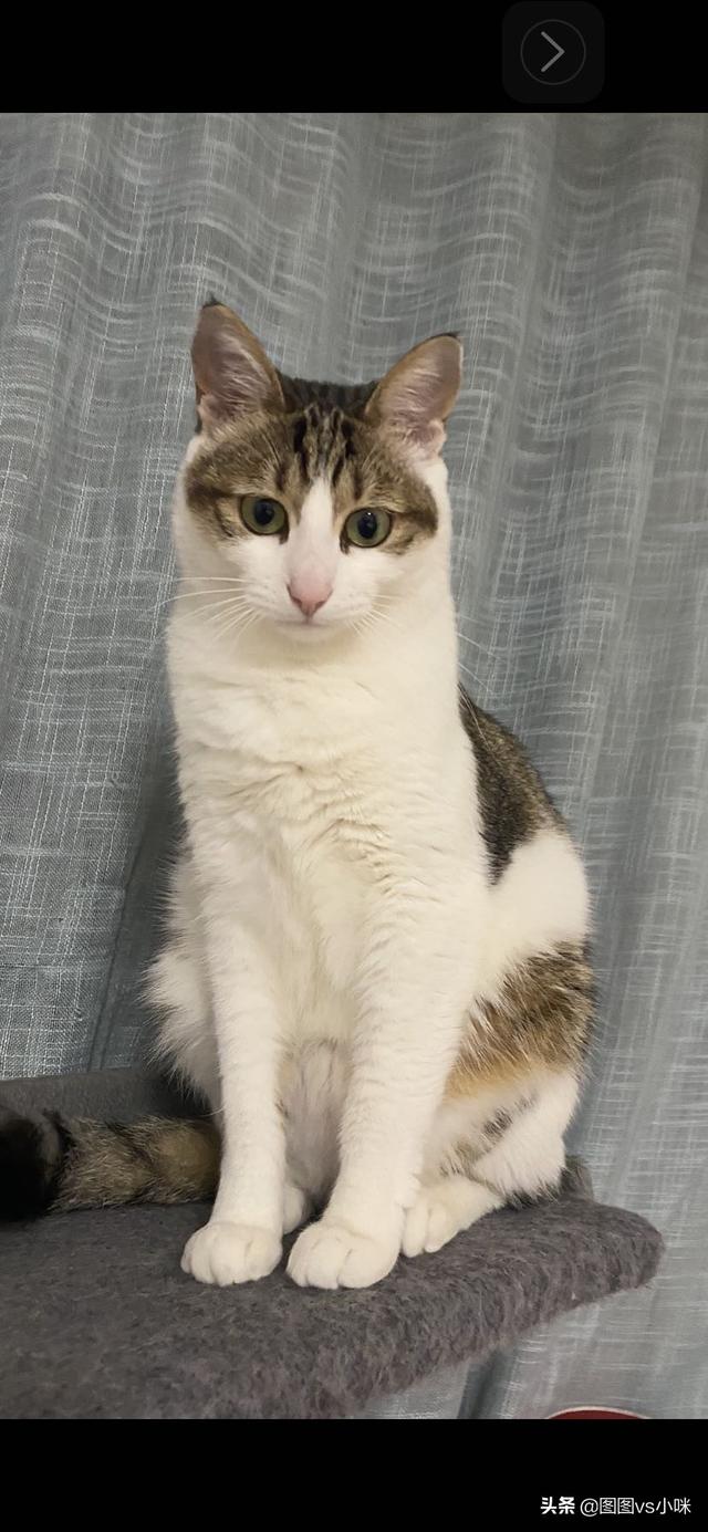 宠物猫种类:新手第一次养猫，建议田园猫还是品种猫？