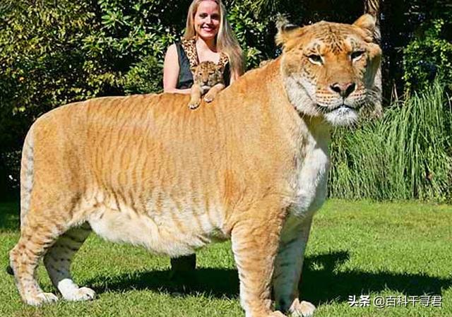 吼声最大的猫科动物:为什么猫科之王是老虎，不是狮子？