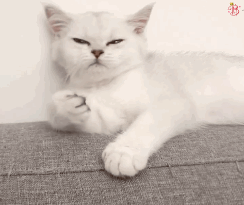 卡尔特猫图片:卡尔特猫价格 我家猫咪是什么品种，纠结好久了？