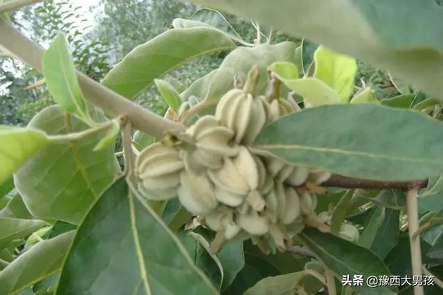 mollis,翅果油树是否适合在蜂场种植？