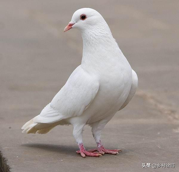 信鸽疫苗:鸽子打过疫苗多久可以驱虫？