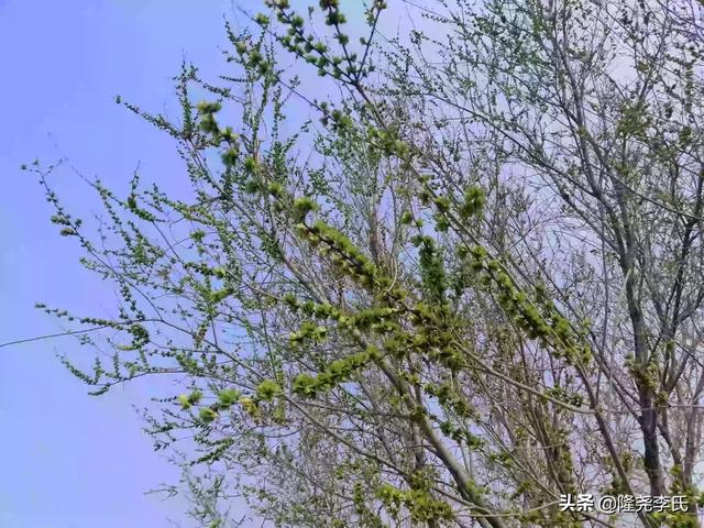 榆钱是怎样的？