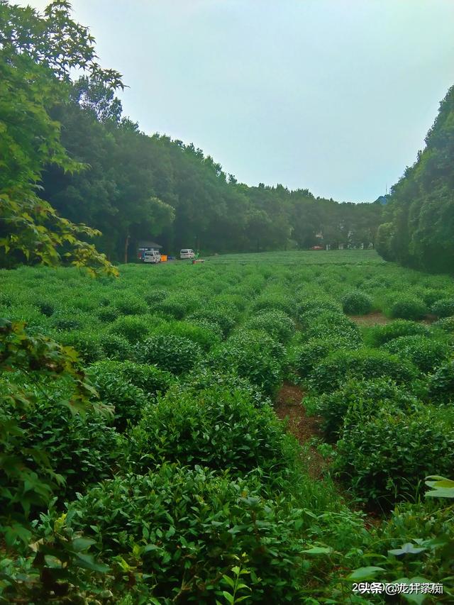 乐果农药的残留期长吗:茶叶种植过程是否需要打农药？有农药残留问题么？