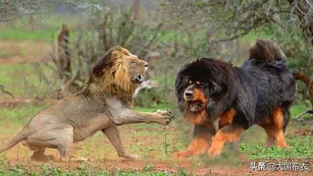 藏獒信息网至尊藏獒怪狮子:十只藏獒能打赢一头雄狮吗？ 怪兽藏獒视频