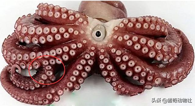 缩小版"汉江怪物",发现32条触须的变异章鱼,这个锅该谁背?