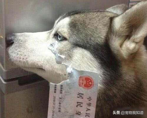 哈士奇搞笑视频合计:家里养一只哈士奇好不好？ 哈士奇打针搞笑视频
