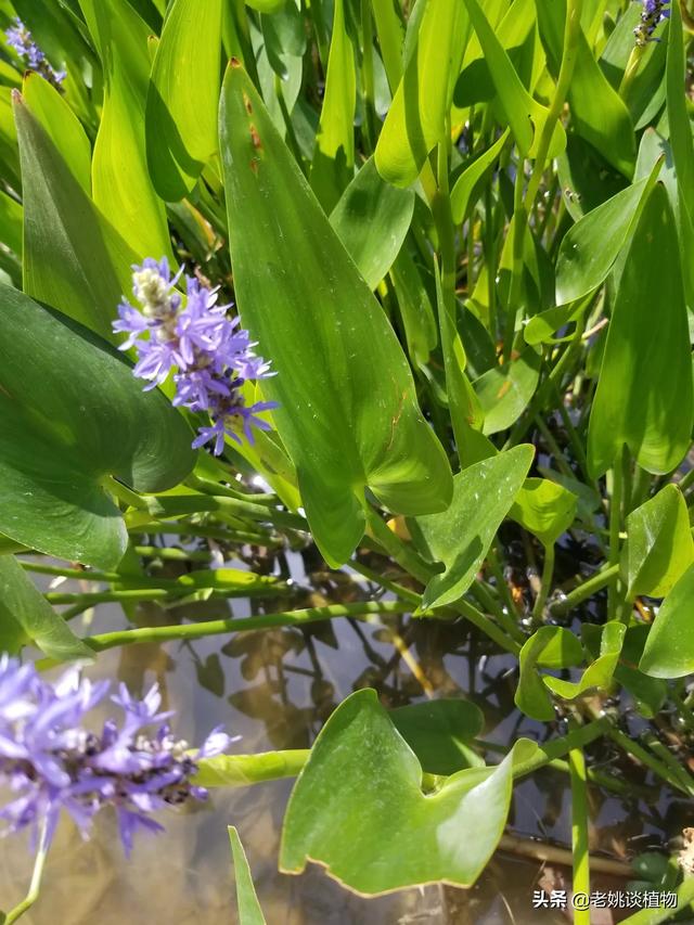 梭鱼草:梭鱼草和再力花的区别 梭鱼草是一种什么样的植物？