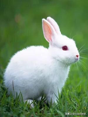 属兔的八字命理,你身边的属兔的人，都是什么样子的？