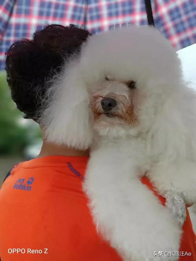 优爵狗粮项目介绍:你家狗狗吃的哪个牌子的狗粮？