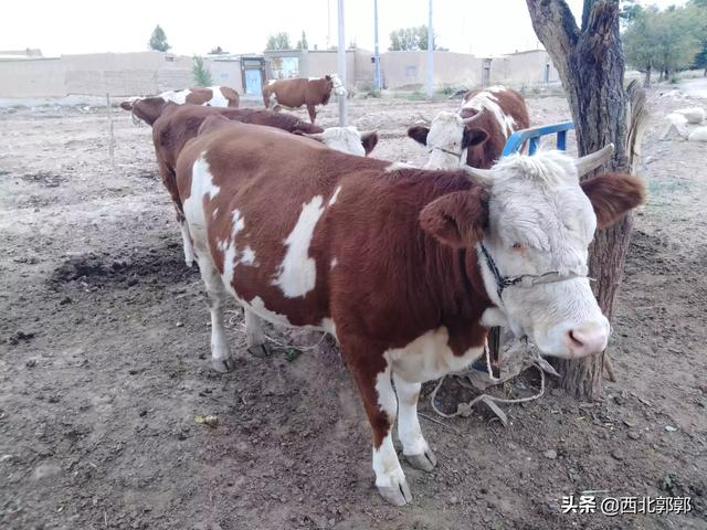 关于养牛知识点:有关养牛的基本知识 为什么牛这么难养，寻肉牛养殖专家？