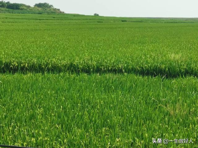 种植水稻补硅方法，水稻产量太低，有什么办法