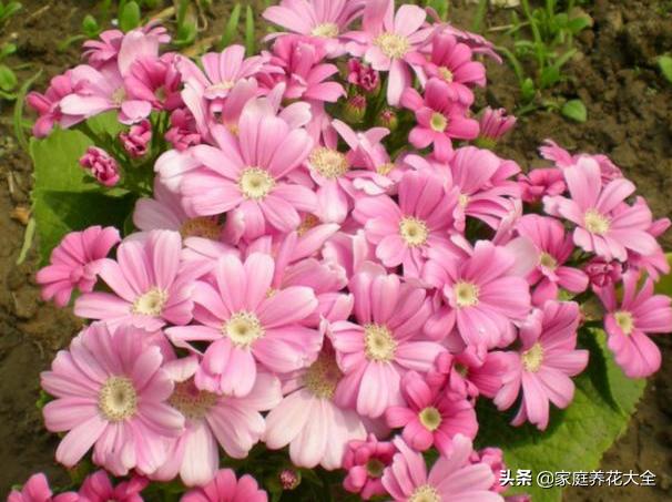 瓜叶菊图片:怎样养殖瓜叶菊比较好？瓜叶菊有什么作用？