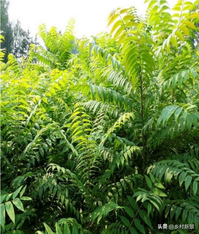 头条问答 - 香椿叶子长成绿色了还能吃吗?(6个回答)