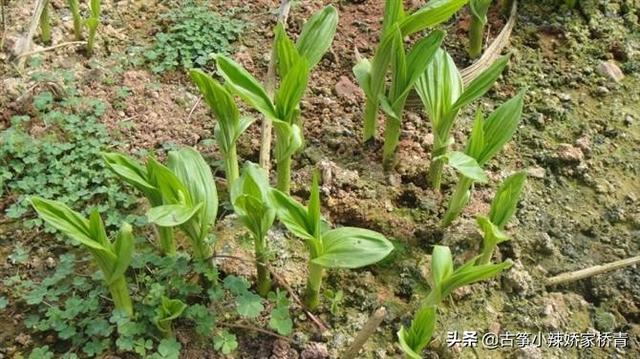 白紫兰花藤:白芨种植有哪些需要考虑的因素？