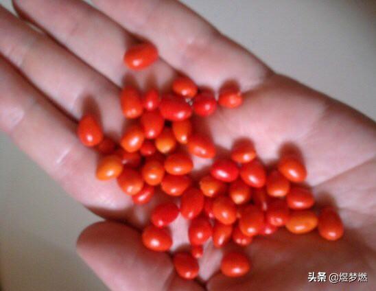 卡罗莱纳死神:中国最辣的辣椒，前10名的依次排名是啥