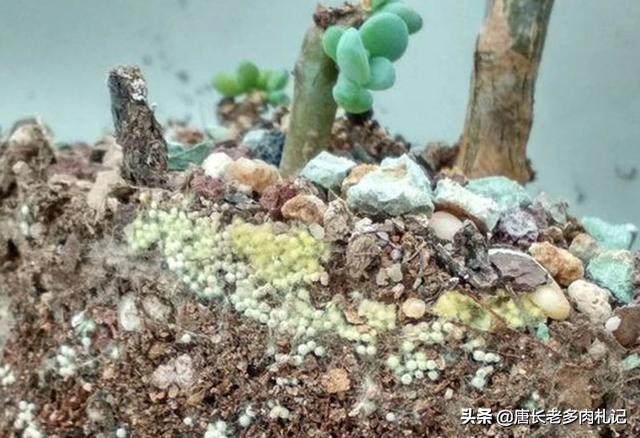 头条问答 花盆中很多黄色的虫卵 是什么 如何消灭 8个回答