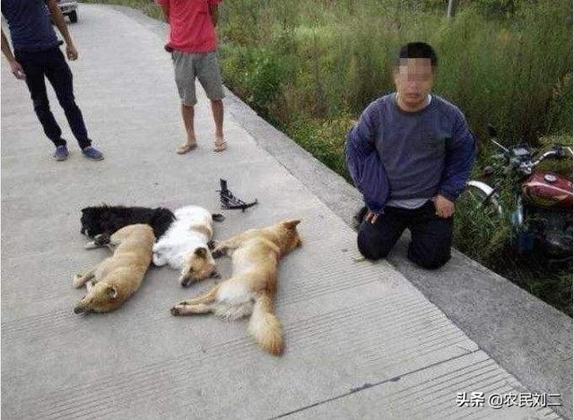 偷狗贼怎么打狗:农村扎住在城里的偷狗贼应该怎样处理？