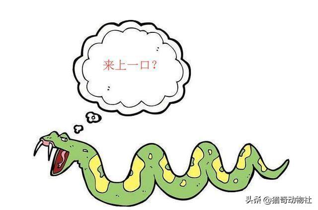 古巨蜥澳洲魔龙:你认为你天生就有吃动物的权利吗