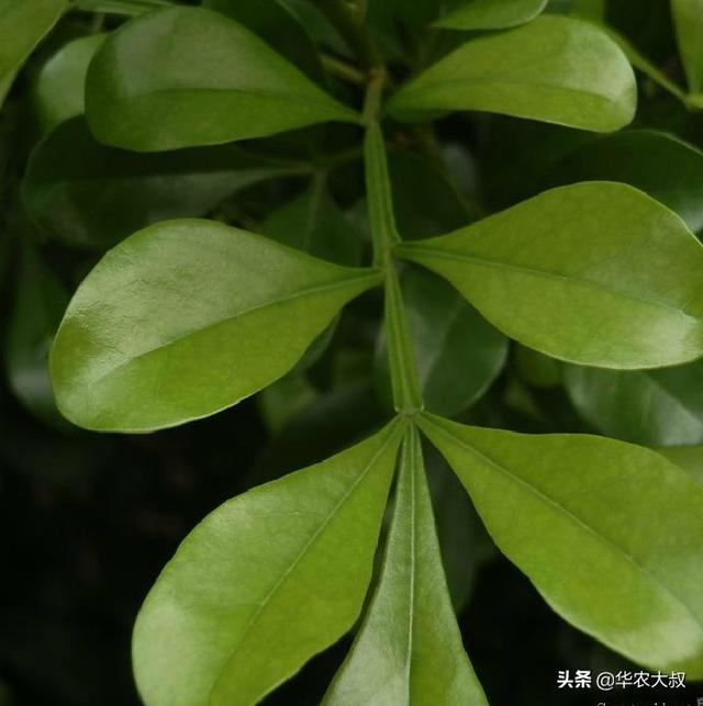 绿篱植物:农村庭院种植哪些绿化植物好看又实用？