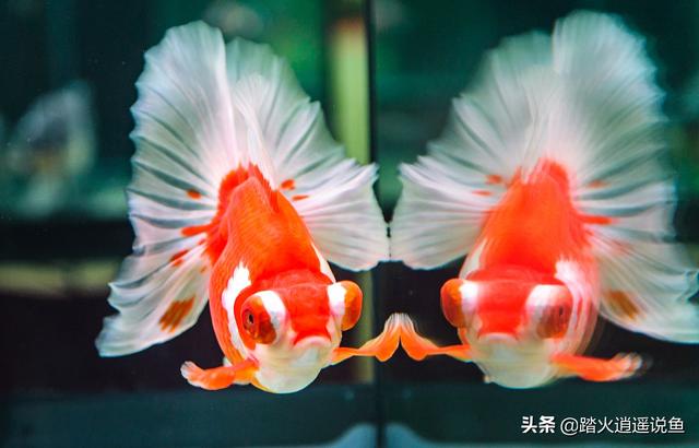 柳州观赏鱼论坛:养观赏鱼最大的困难是什么？