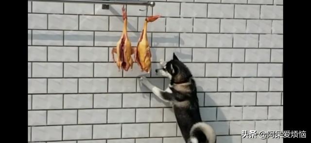 怎么治疗犬癫痫:犬癫痫怎么治疗 狗狗得了脑炎有什么比较好的方法治疗？