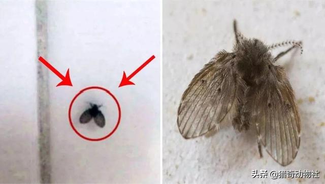 卫生间总有小飞虫是什么原因，卫生间的小飞虫该怎么清除