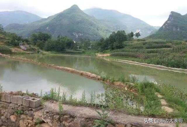 黄金鲫鱼的优势:想搞淡水鱼养殖，什么鱼比较容易养呢？请高人指点？