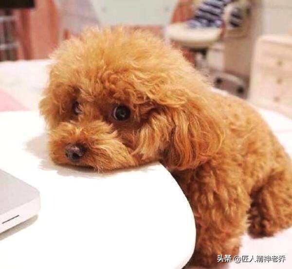 北京泰迪狗:养只泰迪每月需要花费多少钱？