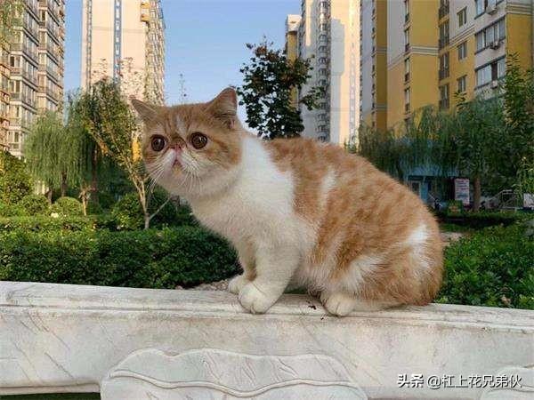 卡尔特猫能活多久:猫的寿命有多长？如何养猫最合适？ 卡尔特猫的缺点