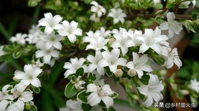京剧六月雪图片:京剧各派现在有哪些名家名段？