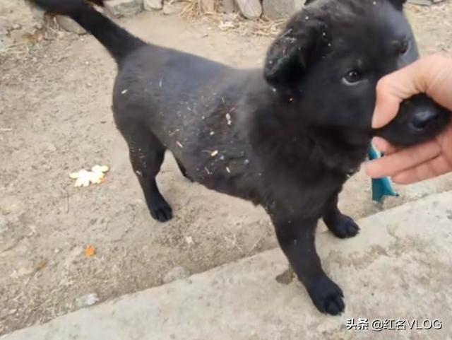 广西土松狮吧:广西土猎犬小狗颜色怎么挑？