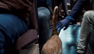 橘猫为何广受欢迎，电影《流浪猫鲍勃》中的原型橘猫鲍勃去世，为何鲍勃如此受人欢迎