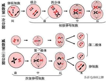 头条问答 人的性别 是由父亲决定 还是由母亲决定的 为什么 41个回答