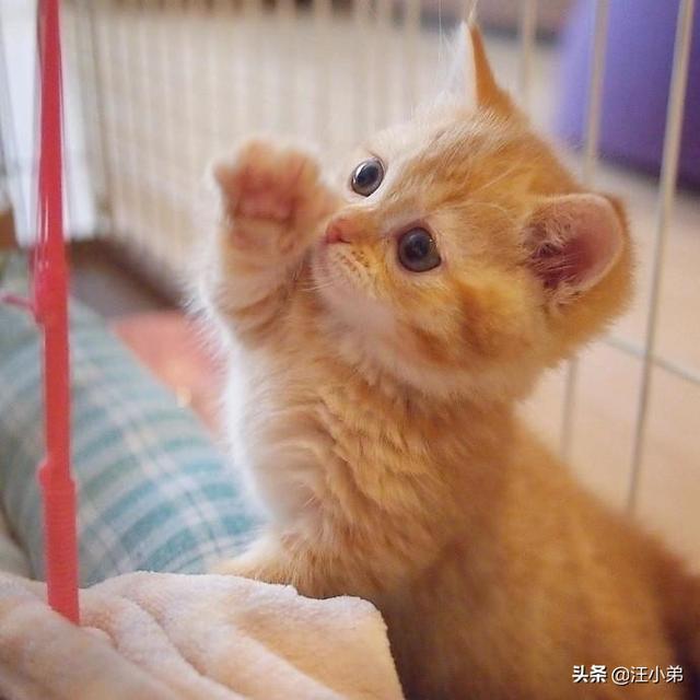 头条问答 怎样训练猫咪的性格 33个回答