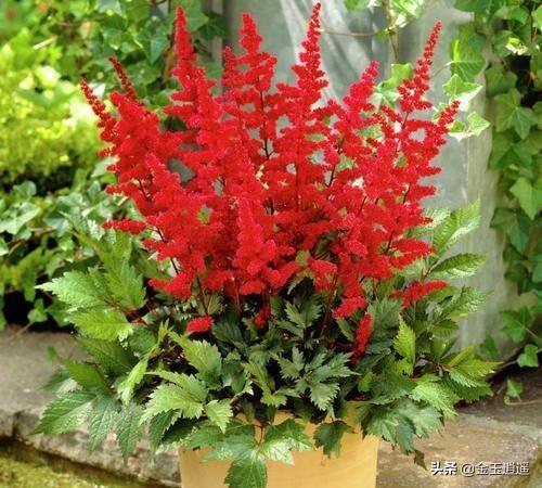 头条问答 落新妇 花色灿烂而艳丽 盆栽要如何管理呢 56个回答