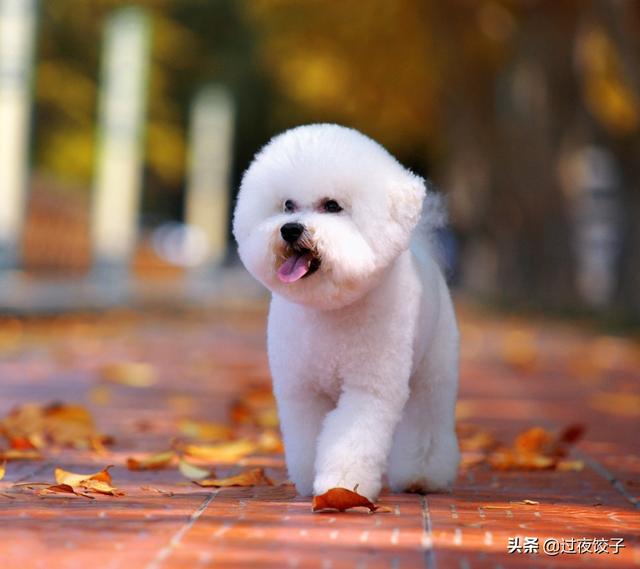 比熊犬多少钱一只:想买只比熊犬，在哪里买比较好，需要多少钱？怎么看品种纯不纯？