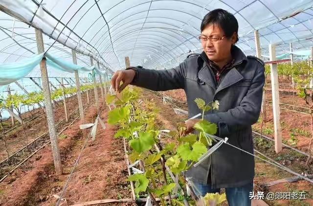 南方葡萄种植技术大全:甜蜜蓝宝石葡萄种植条件蓝宝石葡萄南方能种活吗？